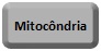 Mitocondria